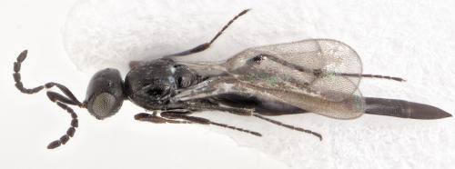 Platygaster munita